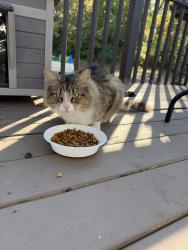 Found/Stray Unknown Cat last seen Evans elementary, Gary, IN 46405