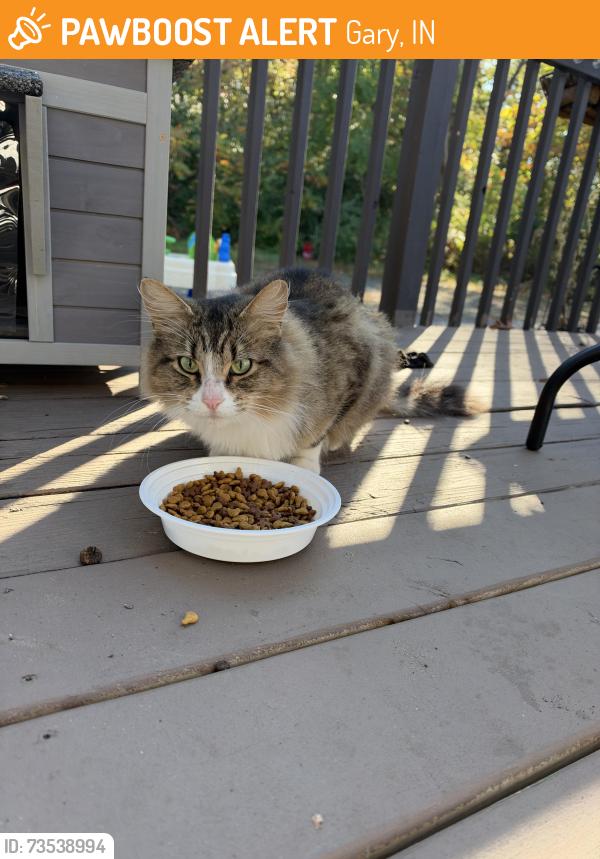 Found/Stray Unknown Cat last seen Evans elementary, Gary, IN 46405