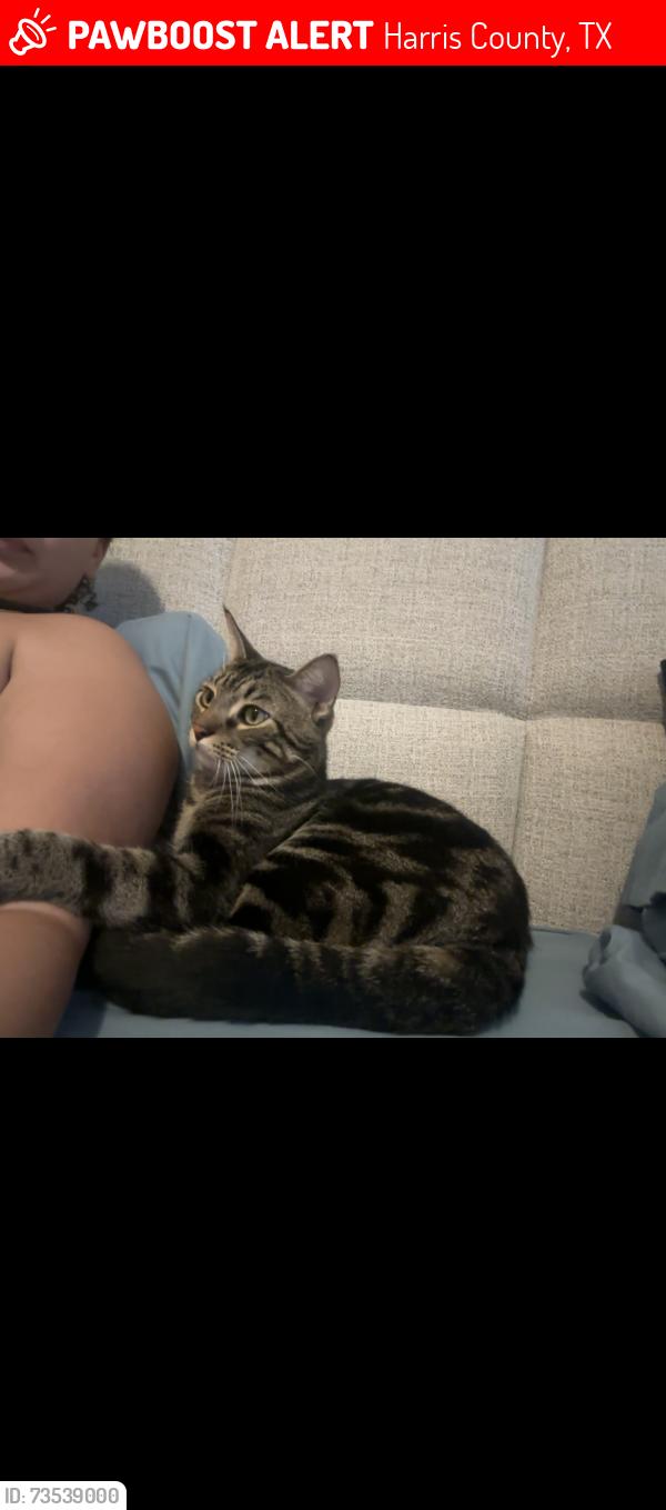Lost Male Cat last seen Morton Ranch, Harris County, TX 77449