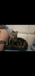 Lost Male Cat last seen Morton Ranch, Harris County, TX 77449