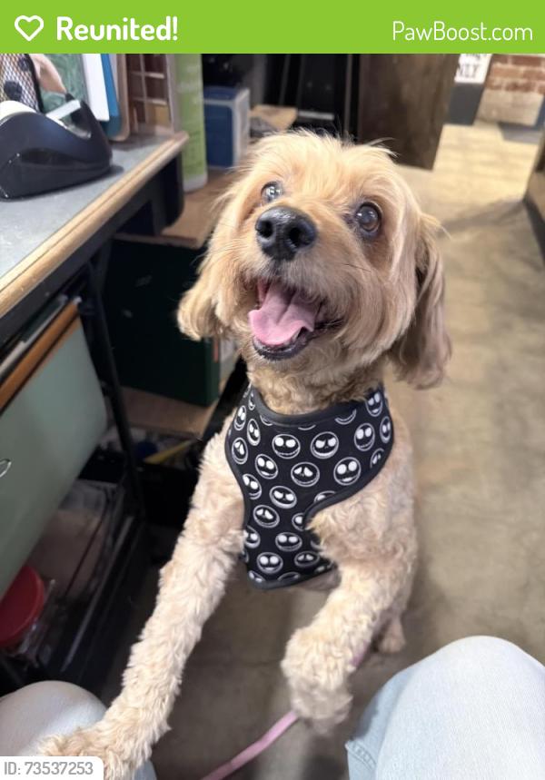 Reunited Female Dog last seen Clinton / Maroa, Fresno, CA 93704