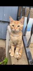 Reunited Male Cat last seen McGuire Road, Edina MN 55439, Minneapolis, MN 55439