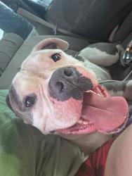 Reunited Male Dog last seen Ellsworth & Coralbell, Mesa, AZ 85208