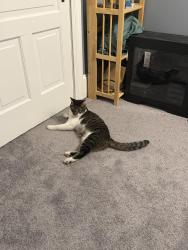 Reunited Male Cat last seen Maple Ave and 5th street, Palmyra, NJ 08065