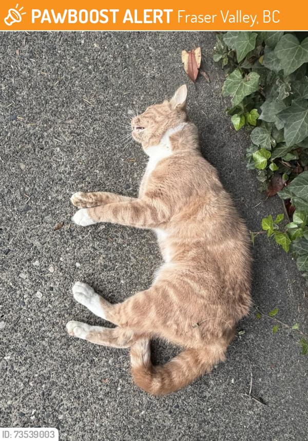 Found/Stray Male Cat last seen Stave lake rd and lougheed hwy area a bit before 3rd, Fraser Valley, BC 
