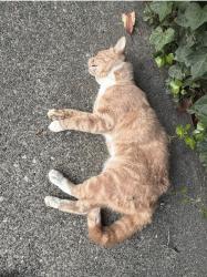 Found/Stray Male Cat last seen Stave lake rd and lougheed hwy area a bit before 3rd, Fraser Valley, BC 