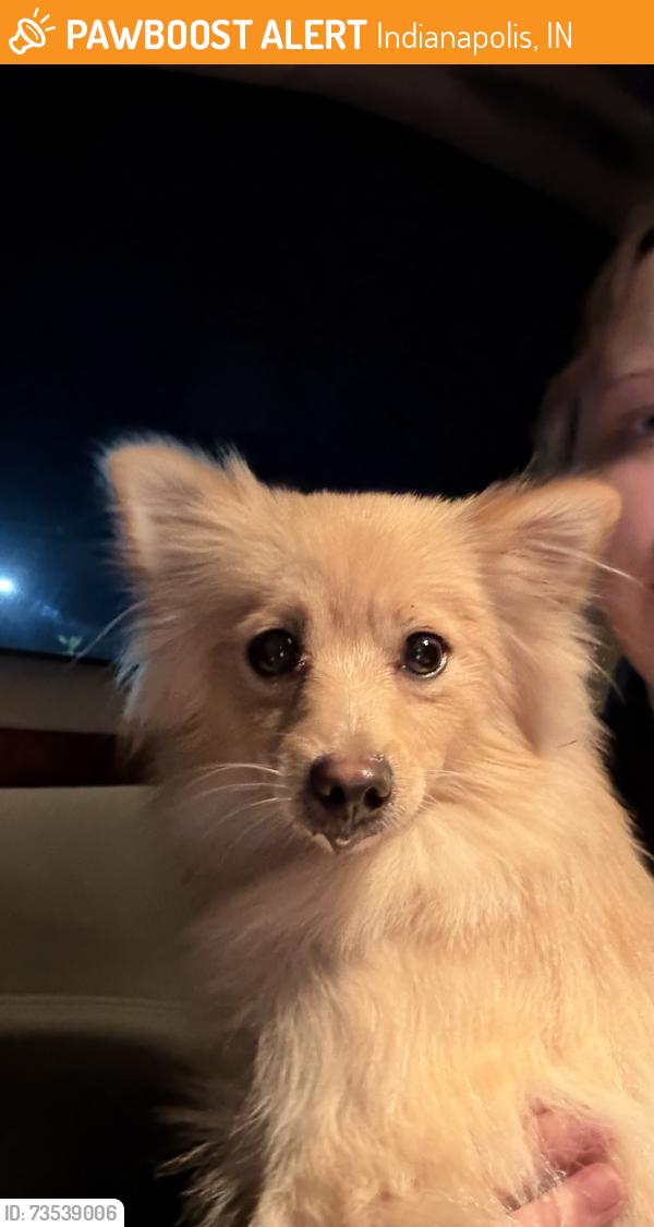 Found/Stray Female Dog last seen Eskenazi hosp, Indianapolis, IN 46202
