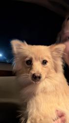 Found/Stray Female Dog last seen Eskenazi hosp, Indianapolis, IN 46202