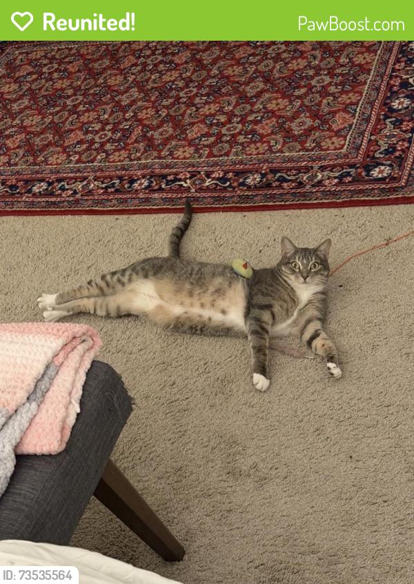 Reunited Female Cat last seen Near Webb Rd, Chadds Ford, PA 19317, USA, Chadds Ford, PA 19317