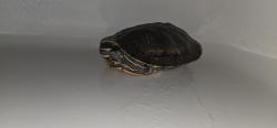 Reunited Unknown Reptile last seen Daventry St / Vena Avenue, Los Angeles, CA 91331