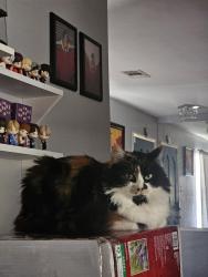 Reunited Female Cat last seen Essex Ave, Dallas, TX 75203