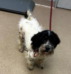 Shelter Stray Male Dog last seen Near Vineyard Walk SE Unit 7, 30316, GA, 3280 Chamblee Dunwoody Rd, Chamblee, GA 30341, USA