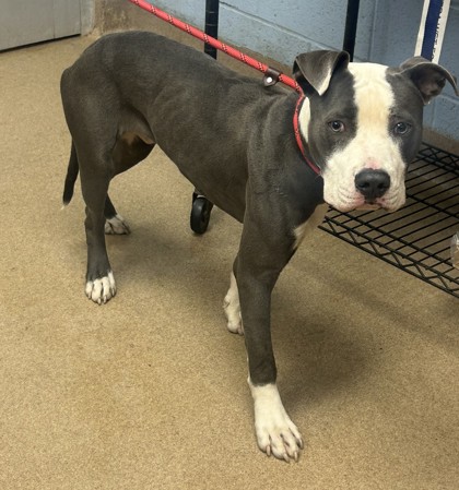 Shelter Stray Male Dog last seen Near Glenwood Rd, Decatur, GA 30032, 30032, GA, 3280 Chamblee Dunwoody Rd, Chamblee, GA 30341, USA