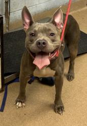 Shelter Stray Female Dog last seen Near W Mountain St, 30083, GA, 3280 Chamblee Dunwoody Rd, Chamblee, GA 30341, USA