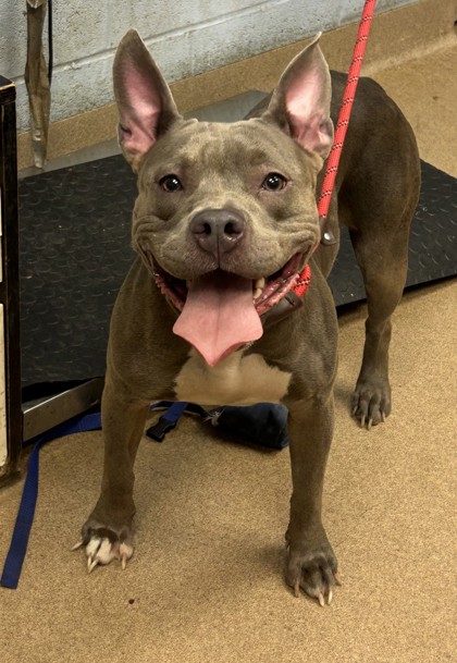 Shelter Stray Female Dog last seen Near W Mountain St, 30083, GA, 3280 Chamblee Dunwoody Rd, Chamblee, GA 30341, USA