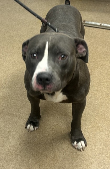Shelter Stray Male Dog last seen Near CAMELLIA LANE APT 903, 30058, GA, 3280 Chamblee Dunwoody Rd, Chamblee, GA 30341, USA