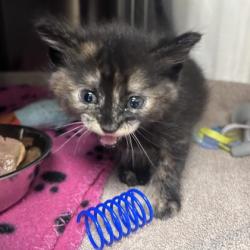 Shelter Stray Female Cat last seen Near Mauerer Ct, Lenexa, KS, 5424 Antioch Dr, Merriam, KS 66202, USA