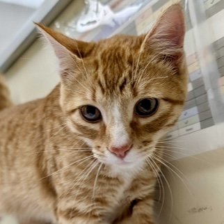 Shelter Stray Male Cat last seen 26-17538 19926 48th Dr NE Arlington 98223, ACO-ARLINGTON, WA, 18911 Kelleher Rd, Burlington, WA 98233, USA