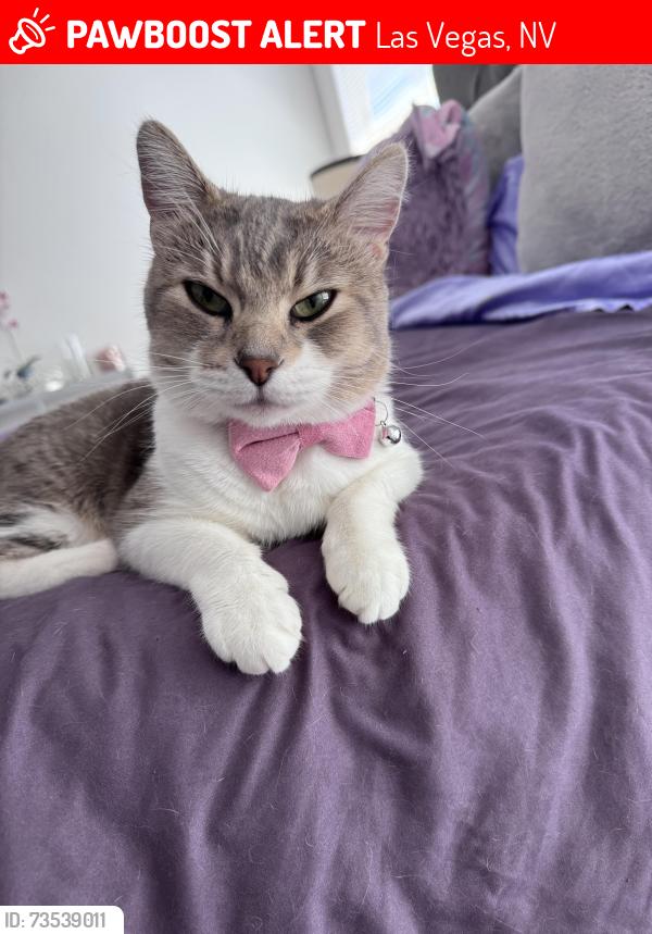 Lost Female Cat last seen Near fairfax ridge st, Las Vegas, NV 89183