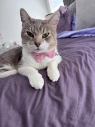 Lost Female Cat last seen Near fairfax ridge st, Las Vegas, NV 89183