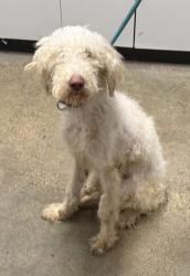 Shelter Stray Female Dog last seen Clark & Fulton, 2nd District, OH, 9203 Detroit Ave, Cleveland, OH 44102, USA