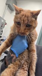 Shelter Stray Female Cat last seen Highland Hospital, Oakland, CA, 1101 29th Ave, Oakland, CA 94601, USA
