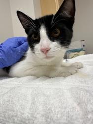 Shelter Stray Male Cat last seen Near PALM GROVE DR, Rancho Cordova, CA, 6201 Florin Perkins Rd, Sacramento, CA 95828, USA
