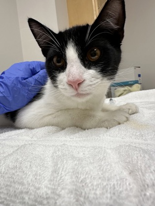 Shelter Stray Male Cat last seen Near PALM GROVE DR, Rancho Cordova, CA, 6201 Florin Perkins Rd, Sacramento, CA 95828, USA
