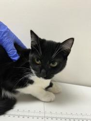 Shelter Stray Female Cat last seen Near PALM GROVE DR, Rancho Cordova, CA, 6201 Florin Perkins Rd, Sacramento, CA 95828, USA