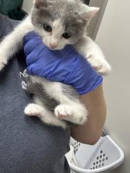 Shelter Stray Female Cat last seen COLOMA RD at FOLSOM BLVD, Rancho Cordova, CA, 6201 Florin Perkins Rd, Sacramento, CA 95828, USA