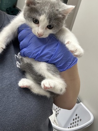 Shelter Stray Female Cat last seen COLOMA RD at FOLSOM BLVD, Rancho Cordova, CA, 6201 Florin Perkins Rd, Sacramento, CA 95828, USA