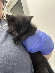 Shelter Stray Male Cat last seen COLOMA RD at FOLSOM BLVD, Rancho Cordova, CA, 6201 Florin Perkins Rd, Sacramento, CA 95828, USA