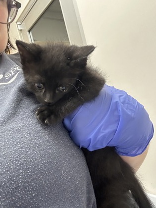 Shelter Stray Male Cat last seen COLOMA RD at FOLSOM BLVD, Rancho Cordova, CA, 6201 Florin Perkins Rd, Sacramento, CA 95828, USA