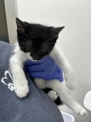 Shelter Stray Male Cat last seen COLOMA RD at FOLSOM BLVD, Rancho Cordova, CA, 6201 Florin Perkins Rd, Sacramento, CA 95828, USA