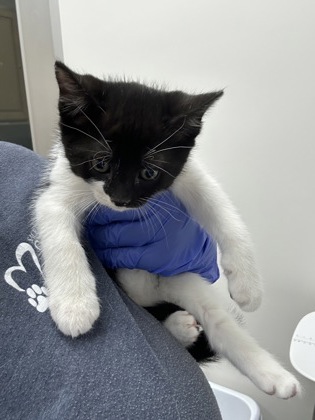 Shelter Stray Male Cat last seen COLOMA RD at FOLSOM BLVD, Rancho Cordova, CA, 6201 Florin Perkins Rd, Sacramento, CA 95828, USA