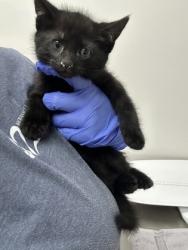 Shelter Stray Male Cat last seen COLOMA RD at FOLSOM BLVD, Rancho Cordova, CA, 6201 Florin Perkins Rd, Sacramento, CA 95828, USA