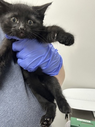 Shelter Stray Female Cat last seen COLOMA RD at FOLSOM BLVD, Rancho Cordova, CA, 6201 Florin Perkins Rd, Sacramento, CA 95828, USA
