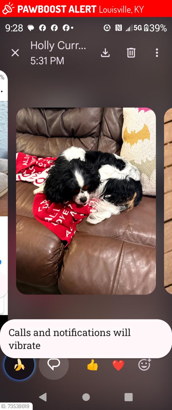 Lost Male Dog last seen Stony Brook Wooded Glen, Louisville, KY 40220