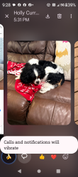 Lost Male Dog last seen Stony Brook Wooded Glen, Louisville, KY 40220