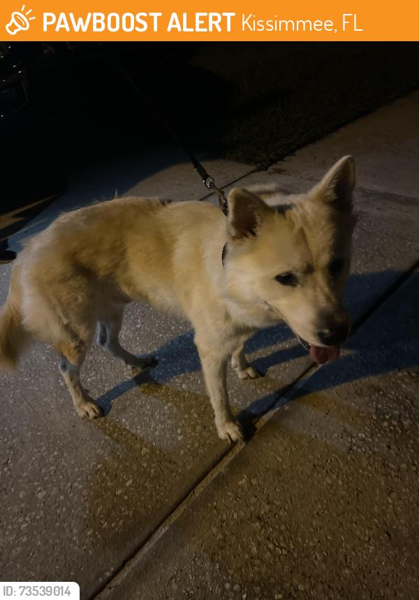 Found/Stray Unknown Dog last seen Near Next to Walmart, Kissimmee, FL 34744