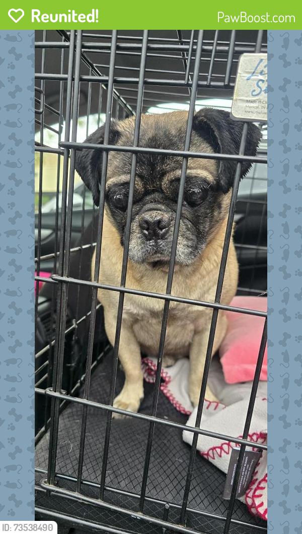 Reunited Male Dog last seen Millbrook and nees, Fresno, CA 93720