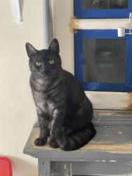 Reunited Male Cat last seen 67th Ave, Glendale, AZ 85302