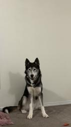 Reunited Male Dog last seen Near eleven, Surrey, BC V3V 1Y2