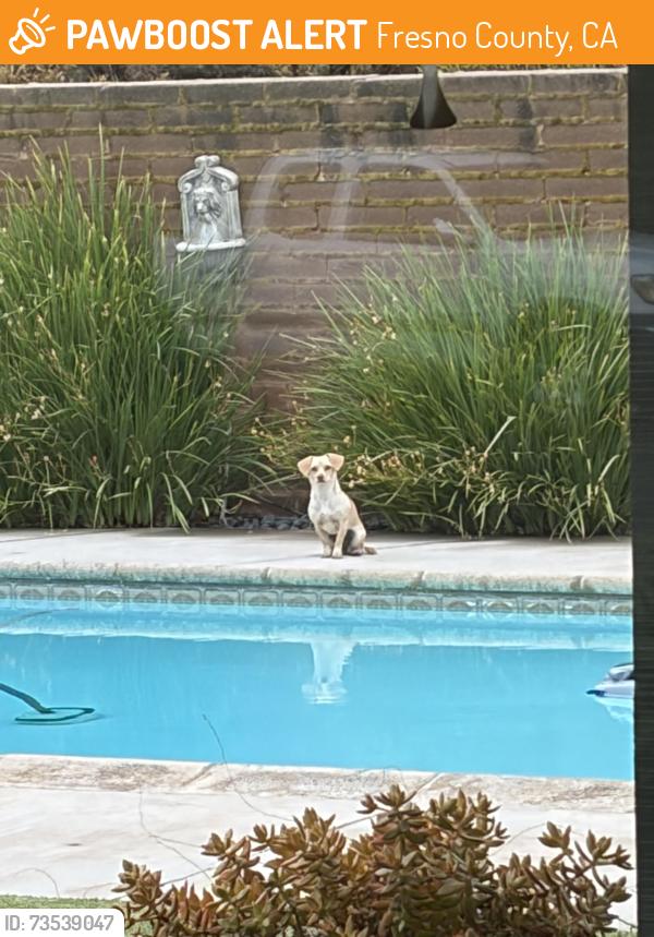 Found/Stray Unknown Dog last seen Bullard High School, Fresno County, CA 93711