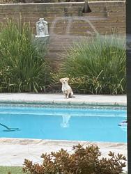 Found/Stray Unknown Dog last seen Bullard High School, Fresno County, CA 93711
