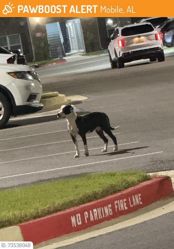 Found/Stray Unknown Dog last seen Bishop State College, Mobile, AL 36605