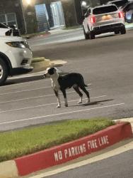 Found/Stray Unknown Dog last seen Bishop State College, Mobile, AL 36605
