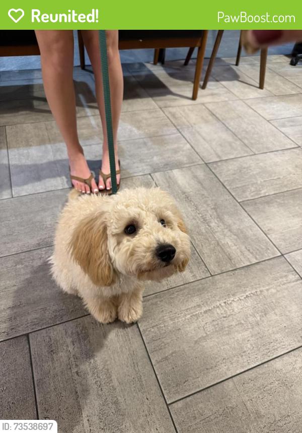 Reunited Male Dog last seen Manett St, Dallas, TX 75206