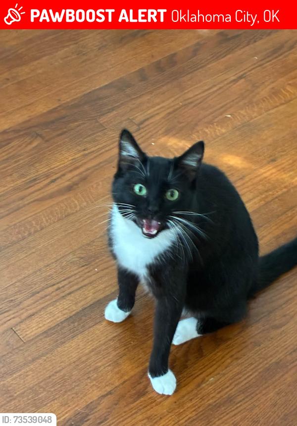 Lost Male Cat last seen Pizza hse, Oklahoma City, OK 73107