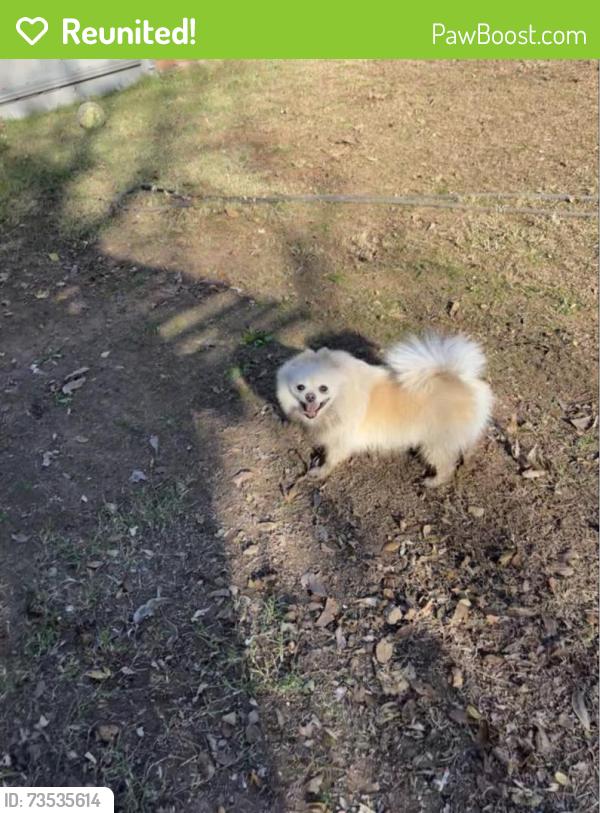 Reunited Female Dog last seen Crest market DDs dollar tree, Oklahoma City, OK 73112